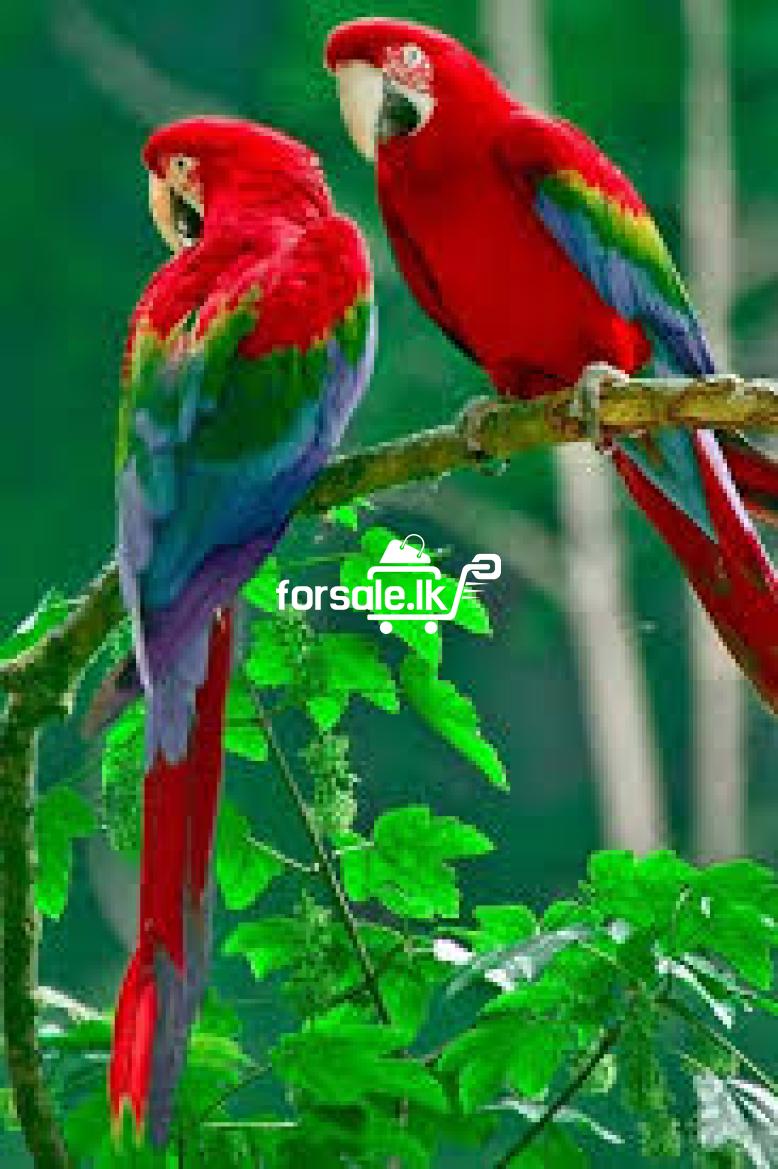Macaw Bird