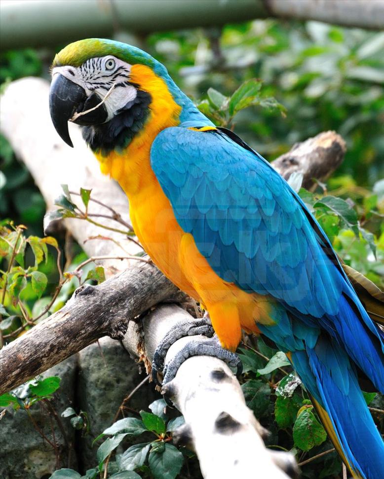 Macaw Bird Blue and Gold